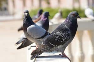 pigeons sur balcon