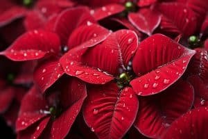 Tout savoir sur l&rsquo;arrosage des poinsettias