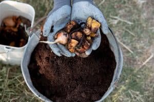compost amendement