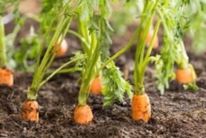 Carottes fraîches avec feuillage en pleine terre dans un potager ensoleillé