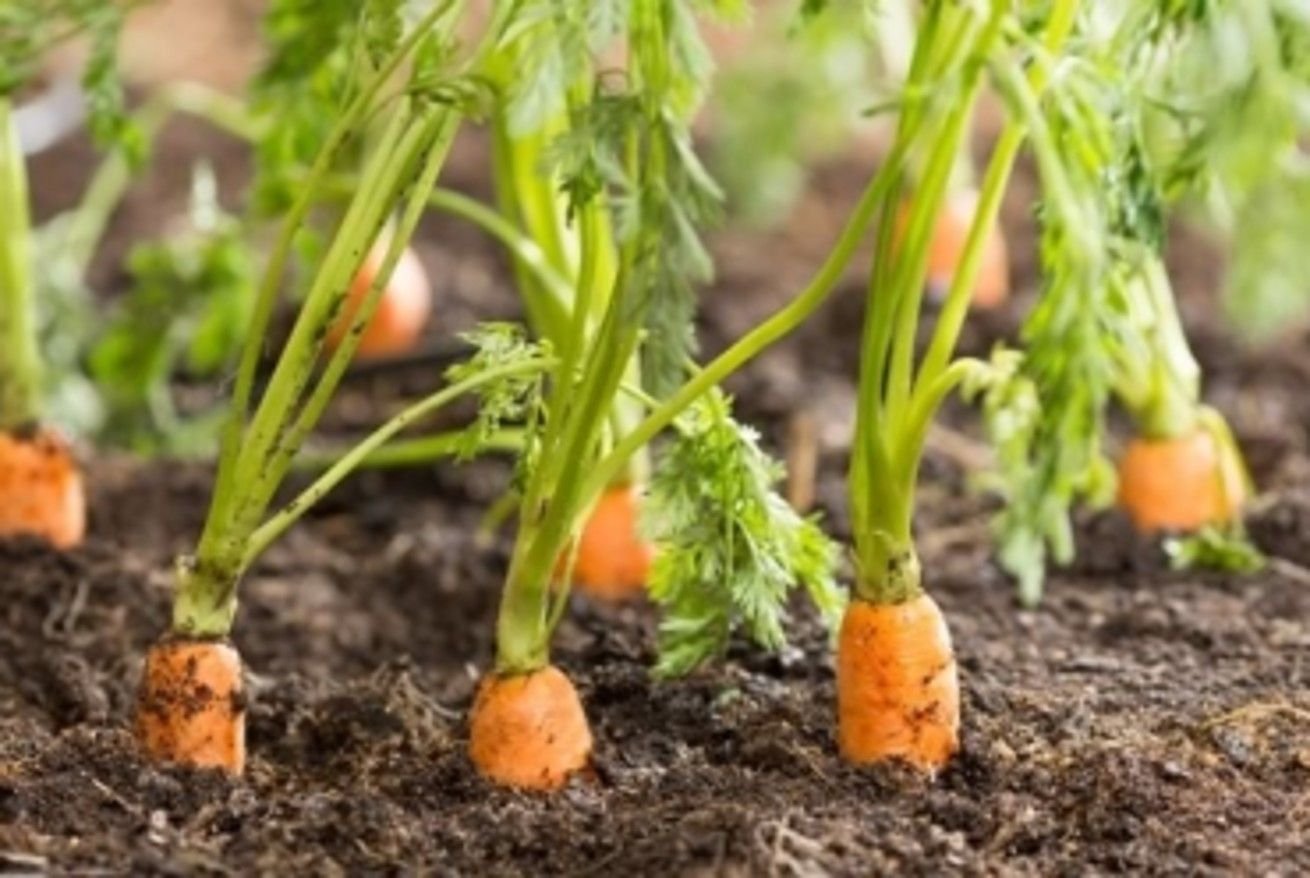 Carottes fraîches avec feuillage en pleine terre dans un potager ensoleillé