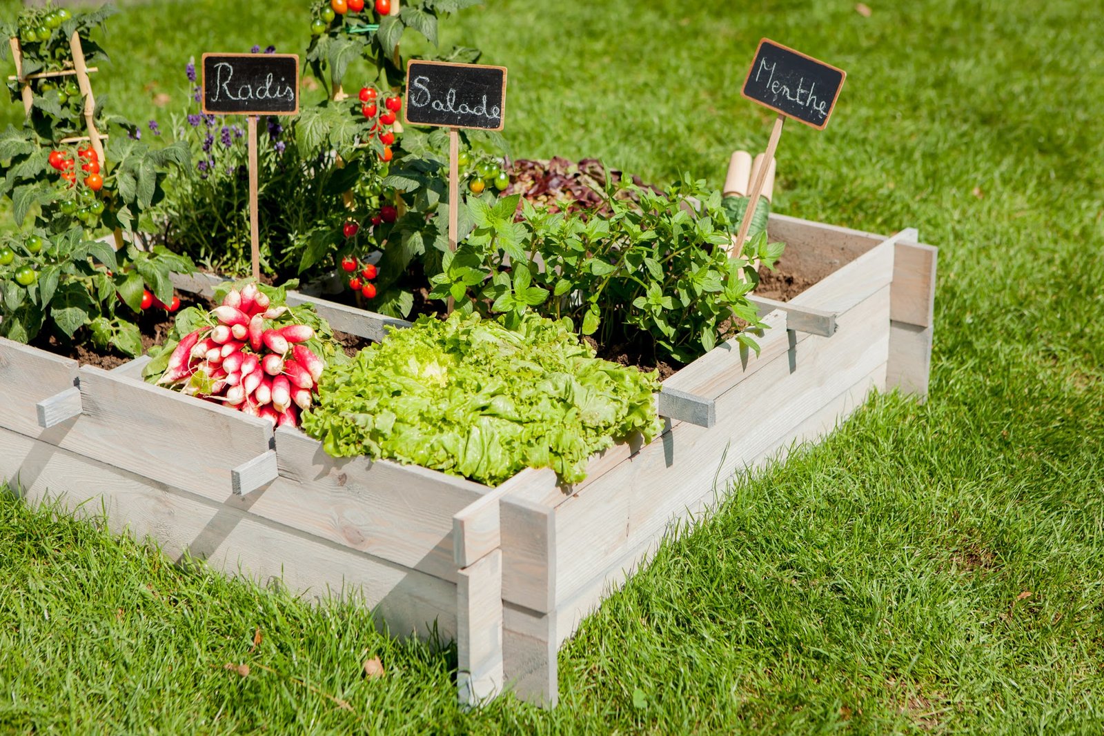 Planification de potager avec divers légumes d'été comme les tomates