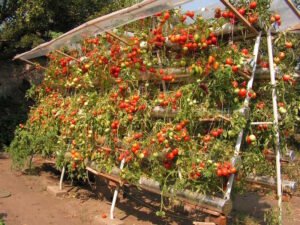 Plantation de tomates en jardin potager avec outils et plants pour illustrer le guide complet par saison