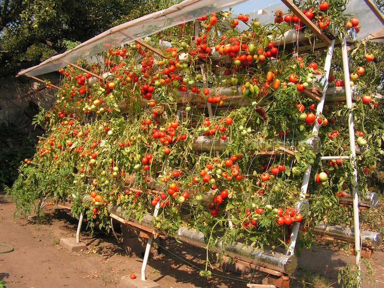 Plantation de tomates en jardin potager avec outils et plants pour illustrer le guide complet par saison