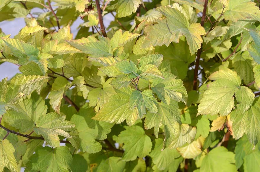 Legumes verts frais dans jardin en ete avec outils de jardinage