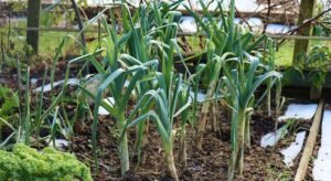 Conseils pour un potager d'hiver productif avec des choux