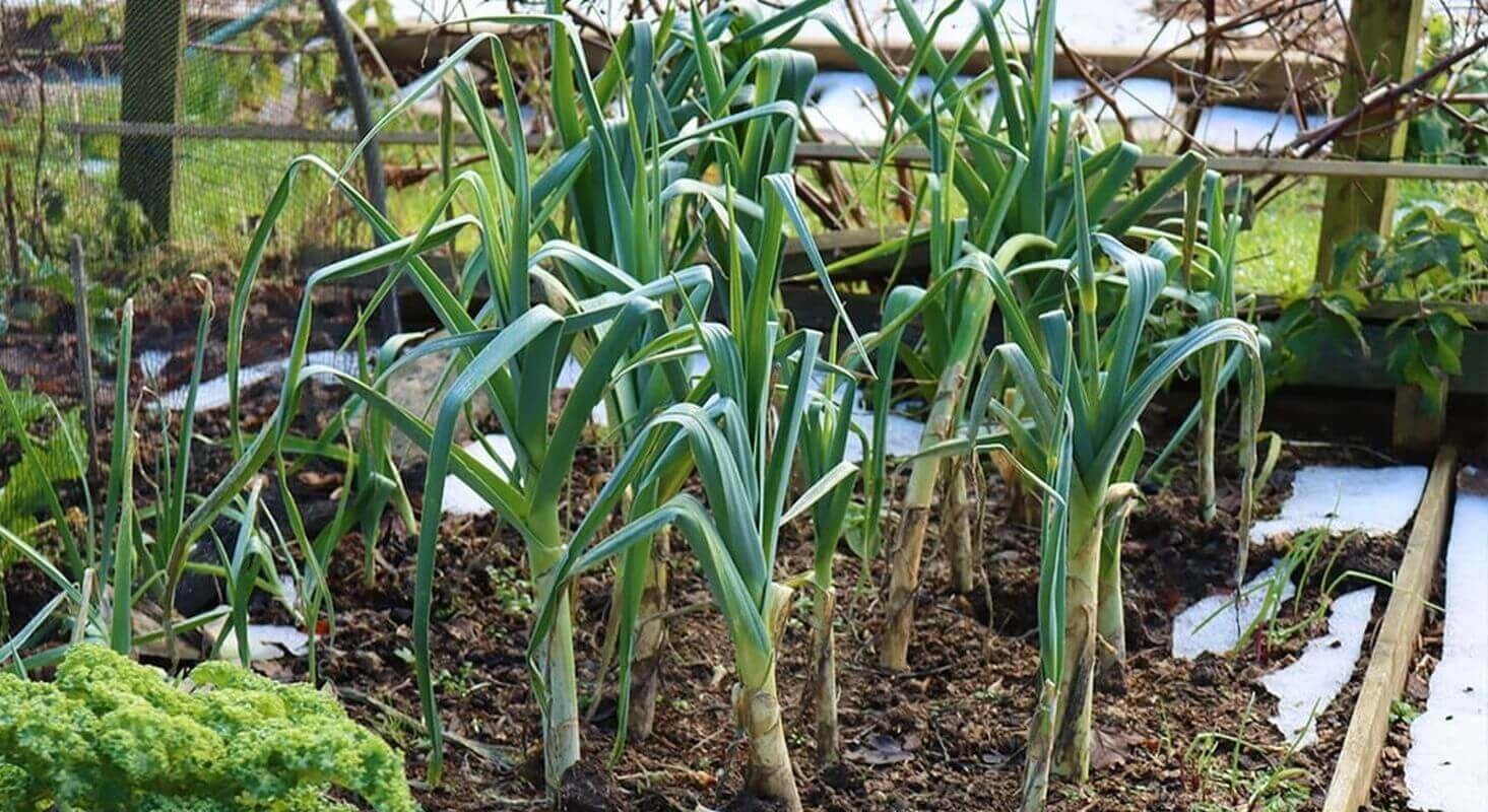 Conseils pour un potager d'hiver productif avec des choux