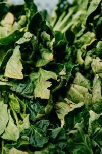 Cultiver des épinards en automne avec outils de jardinage et récolte fraîche sur fond de terreau
