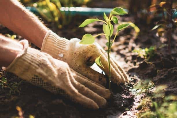 Produits nettoyage écologique pour maison verte