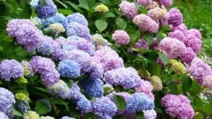 c'est terminé pour les hortensias les jardiniers conseillent fermement d'arrêter d'en planter, voici pourquoi