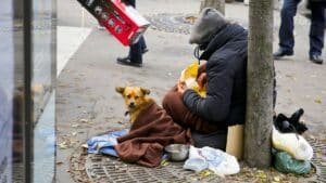 chiens drogués, chiots exploités le trafic canin lié à la mendicité explose à nice et cette enquête vient tout changer