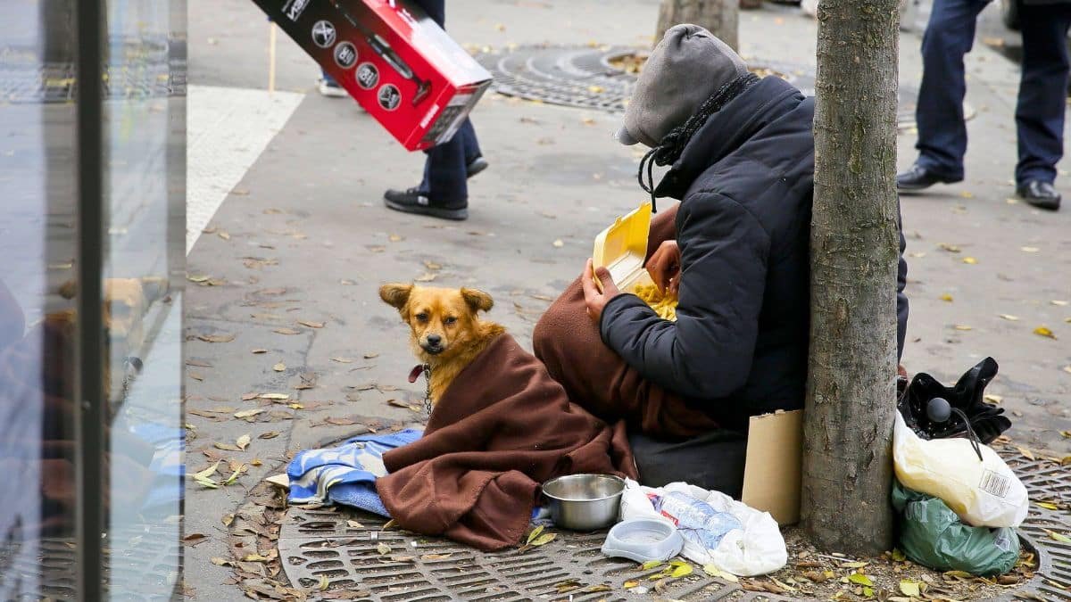 chiens drogués, chiots exploités le trafic canin lié à la mendicité explose à nice et cette enquête vient tout changer