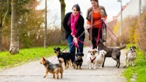 il n'a aucune envie de plaire  cette race de chien est la plus difficile à dresser selon cet expert canin (1)