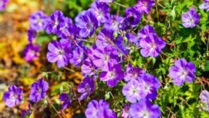 jardin cette fleur élue plante du siècle est à planter ce printemps, elle ne nécessite aucun entretien