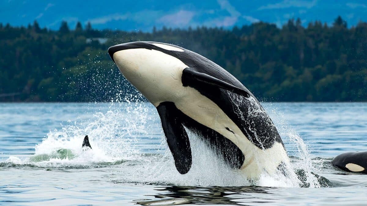 cest officiel les dauphins et les orques ont franchi le point de non retour de levolution pour vivre sur la terre ferme (2)