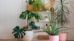 cette plante est un veritable aimant a moustiques mieux vaut leliminer de chez vous