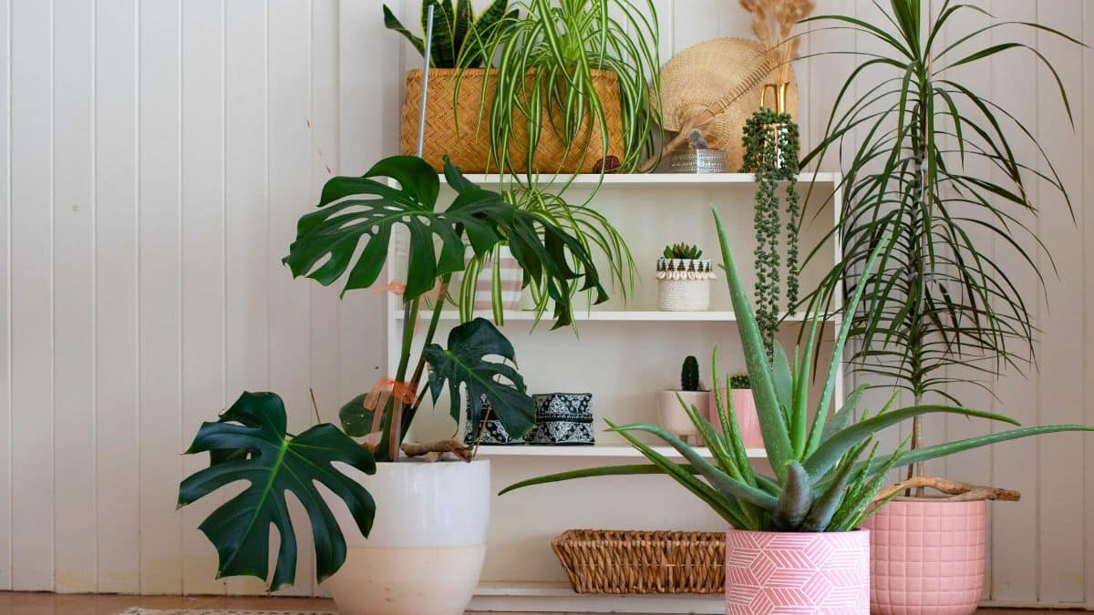 cette plante est un veritable aimant a moustiques mieux vaut leliminer de chez vous