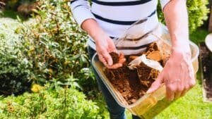 gardez toujours votre marc de café, voici les plantes qui l'adorent littéralement