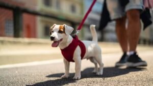 promener son chien dans la rue est desormais interdit dans une vingtaine de villes en iran